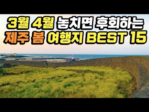 3월 4월 봄 제주도여행 BEST 15 | 1박2일 2박3일 꼭 가봐야 하는 제주 동쪽 서쪽 서귀포 코스