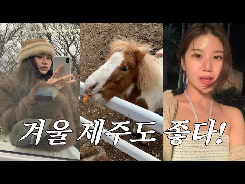 vlog.겨울 감성 제주여행🍊🌺(feat.맛집공유)신라호텔,감성카페,동백꽃사진스팟,겨울제주,목장추천,카페투어,여행룩