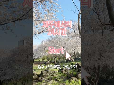 바쁜 현대인을 위한 제주도 여행코스 | 애월,한림 #제주여행 #여행 #벚꽃 #여행