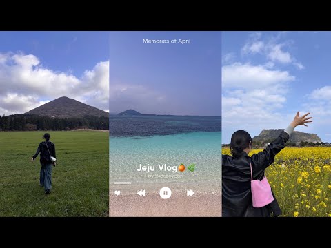 [VLOG] 제주도 반바퀴 🌿🍊🏝️ | 제주도여행, 제주도3박4일, 제주카페, 제주오름, 우도, 유채꽃, 그랜드하얏트제주