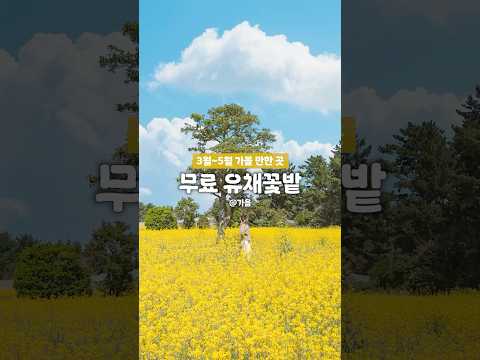 🌼 봄 제주도 여행 공항 근처 무료 유채꽃밭은 여기!
