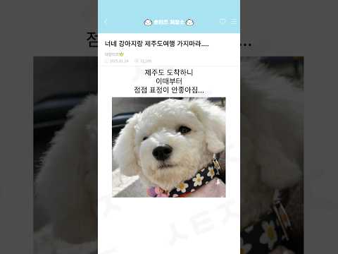 너네 강아지랑 제주도 가지마라....